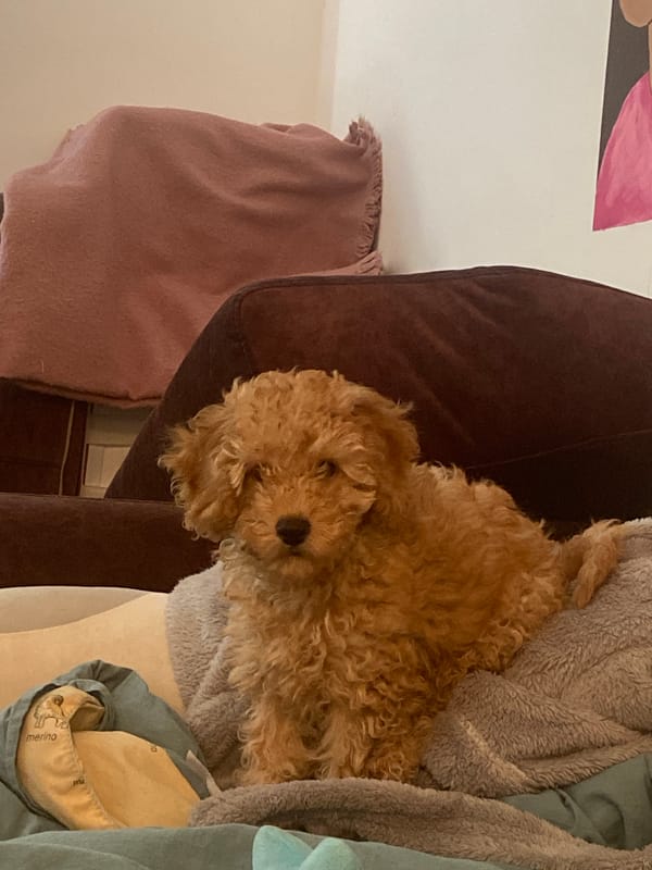 Curly-haired dog rests peacefully in Saratov home