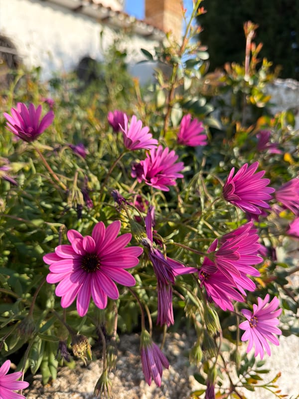 Morning garden walk documented in Mont-roig del Camp, Spain