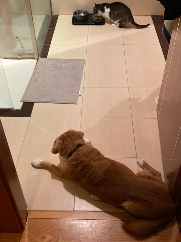 Dog and cat share quiet domestic moment in Villaviciosa home