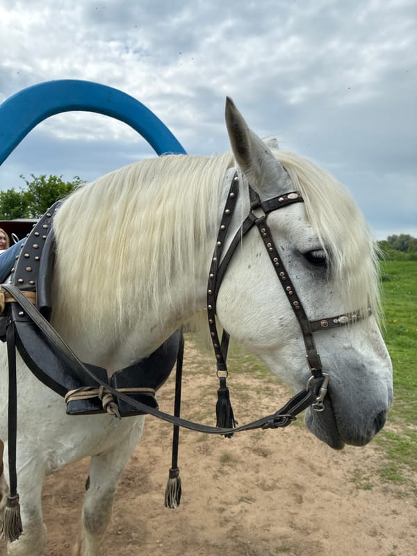 Horse spotted near historic Orthodox church in Bogolyubovo, Russia