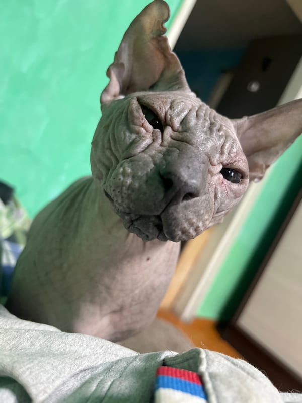 Lazy afternoon with dogs and a Sphynx cat in Nizhny Tagil