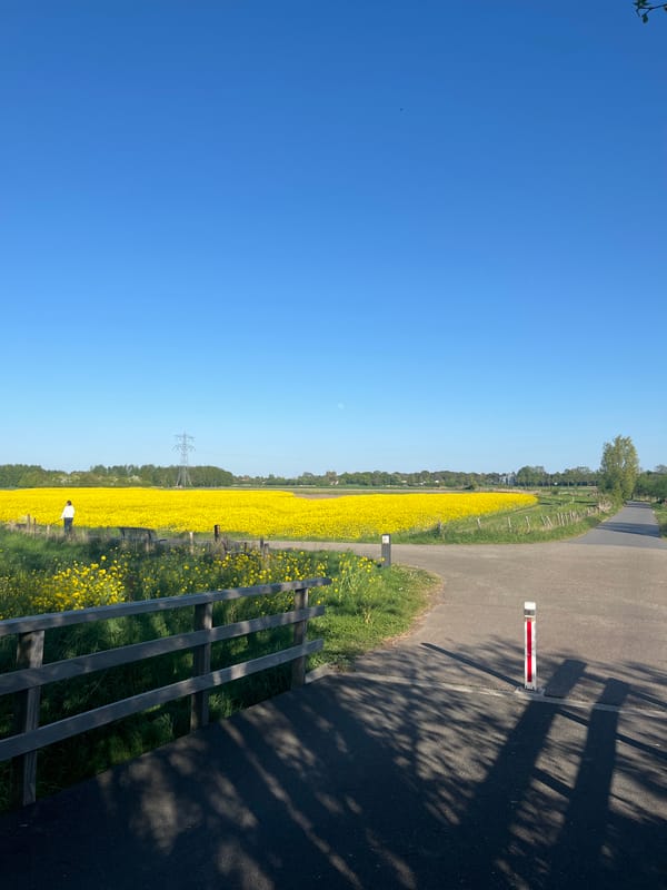 Yellow flower fields bloom under blue skies in Hoogvliet