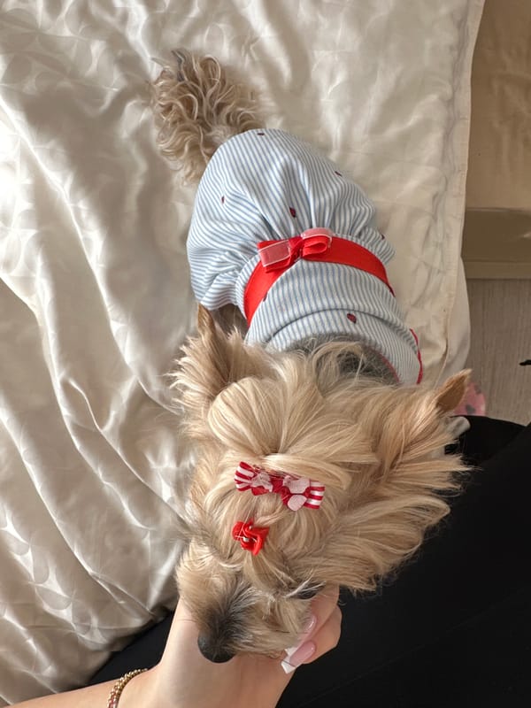 Dressed Yorkshire Terrier spotted wearing striped outfit in Sofia