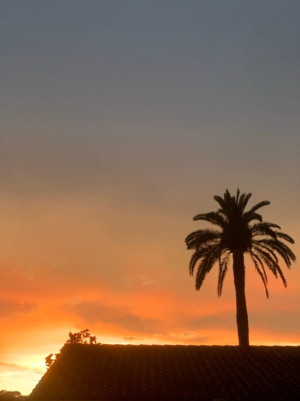 Sunset observed with palm tree silhouette in Cannes, France
