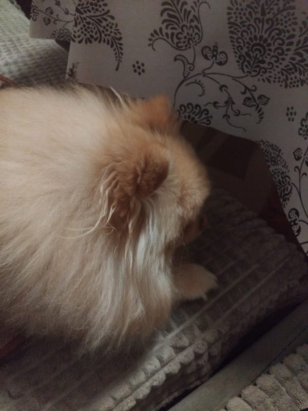 Pomeranian dog photographed resting on cushions in Apriltsi, Bulgaria