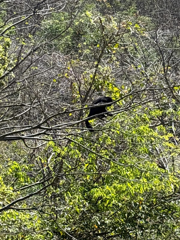 Wildlife and beach scenes documented near La Fortuna, Costa Rica