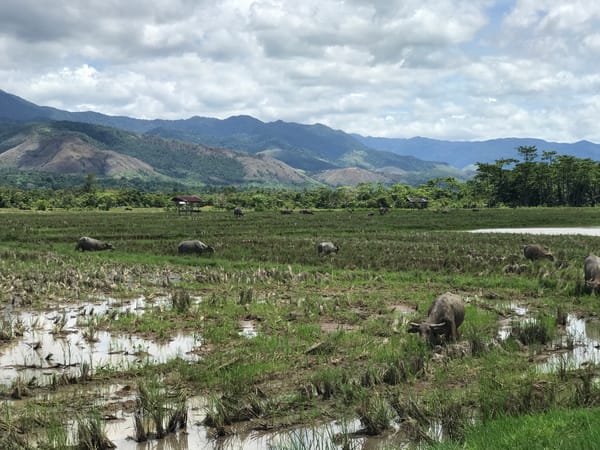 Flooded rice paddies with water buffalo documented near Teurebeh