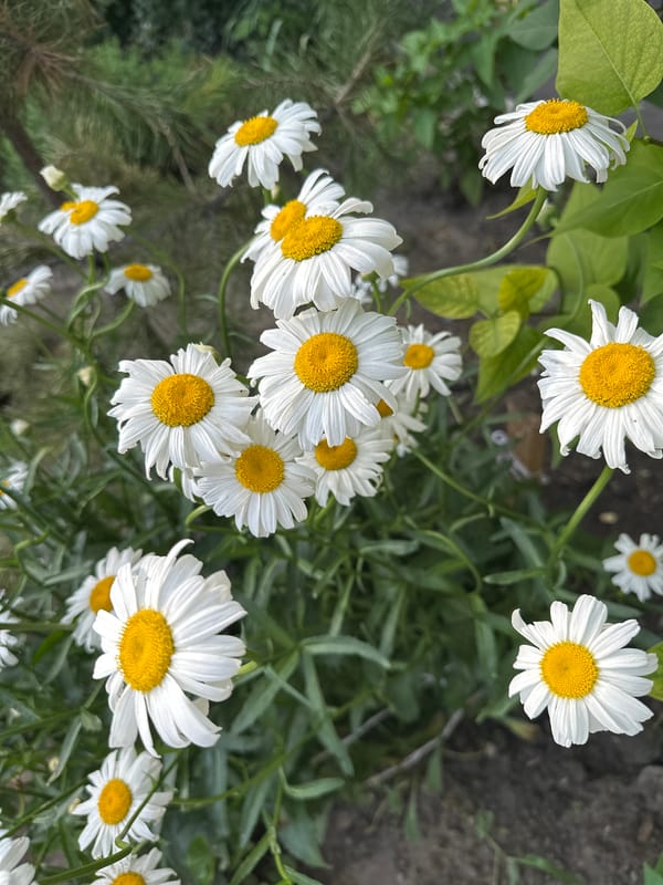 Close-up garden shots: daisies, lilies, and hollyhocks in bloom.