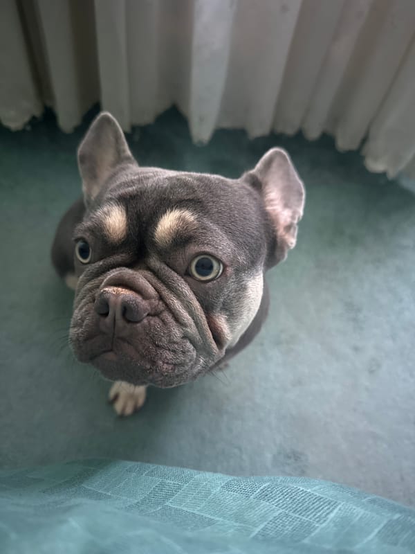 Lazy morning at home with a French bulldog, a baby, and pajamas.
