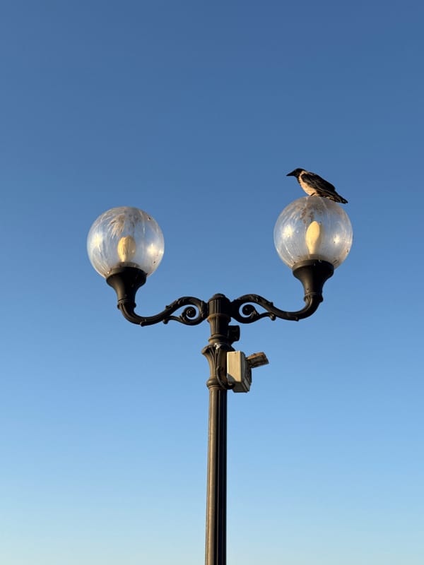 Sunset at Jaffa: cat, crow, and a wedding taking shape