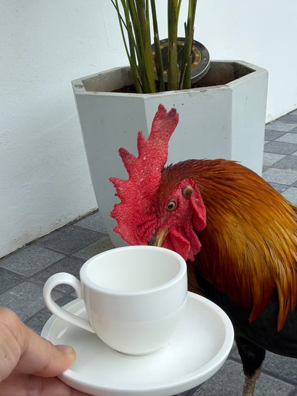Café breakfast in Bo Phut with a rooster at the table