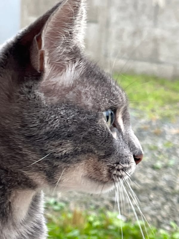 Grey tabby cat and parked bikes in a Ureki courtyard