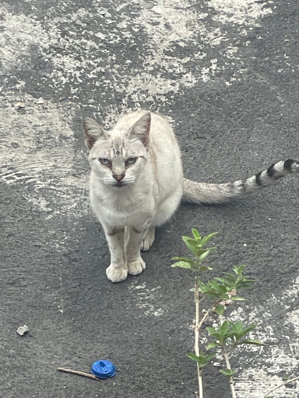 Cats photographed across Caracas rooftops and streets during evening
