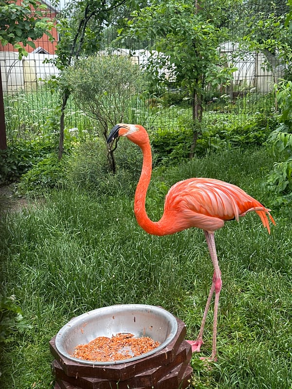 Zoo visitors document animals and exhibits in Izhevsk