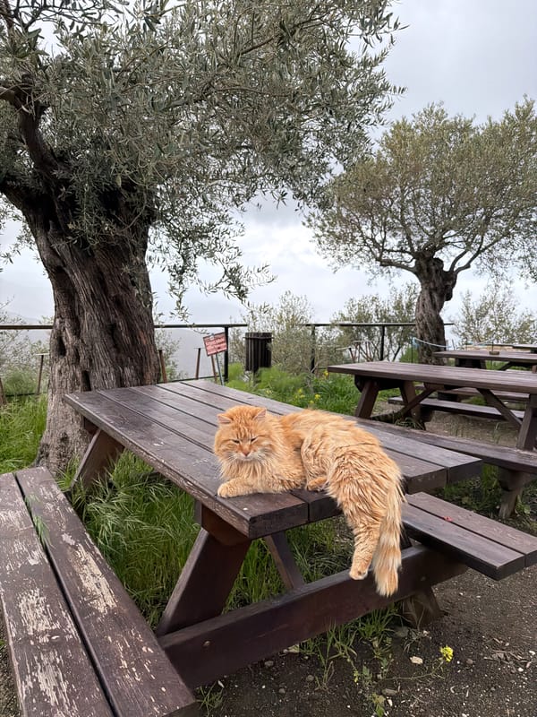 Tourists explore historic olive tree and mountain views in Cyprus