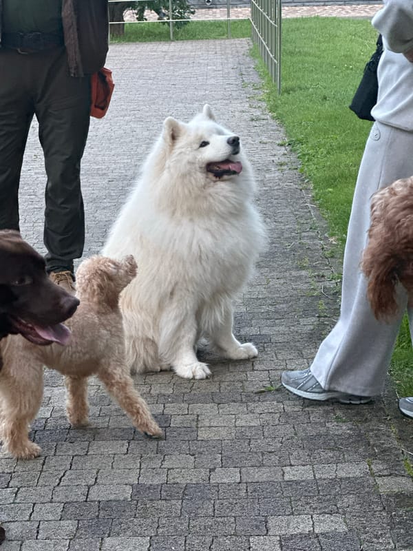 Dogs play in urban park during afternoon social gathering
