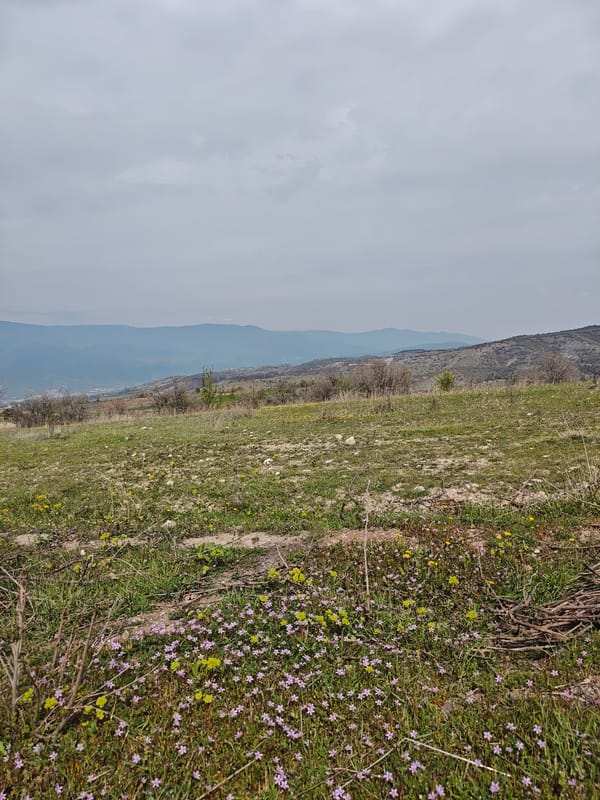 Rural mountain area documented with dog, flowers, industry