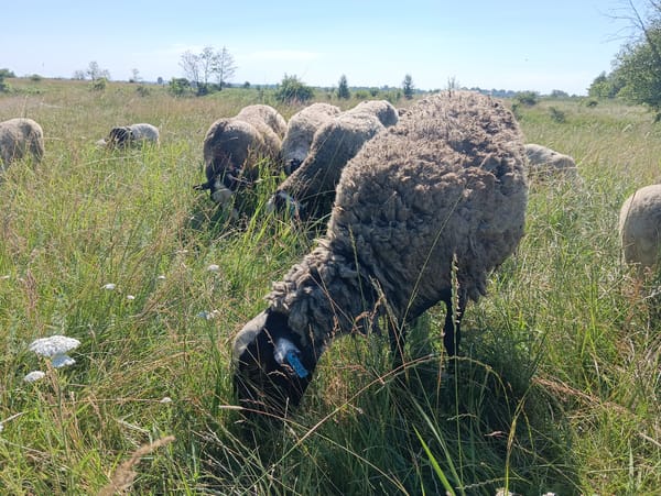 Sheep and goats roam sunny hillside pastures on a clear day