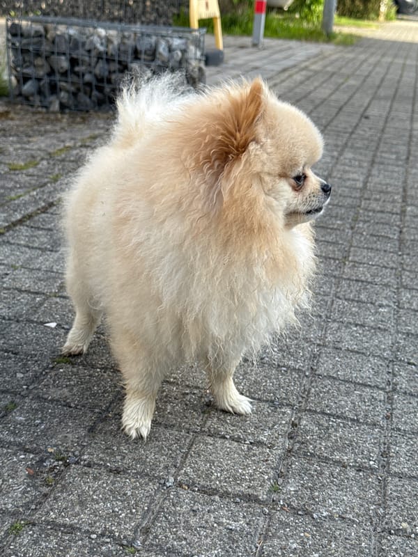Pomeranian dog spotted on morning walk in Bietigheim-Bissingen