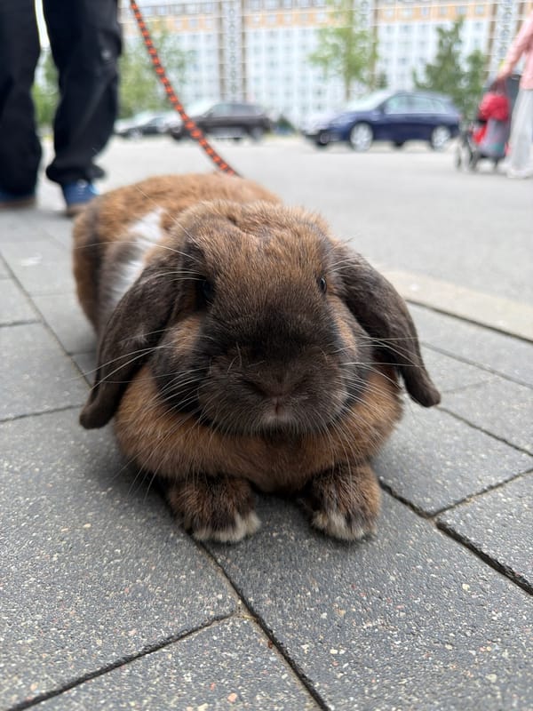 Children walk leashed rabbit on Riga sidewalk
