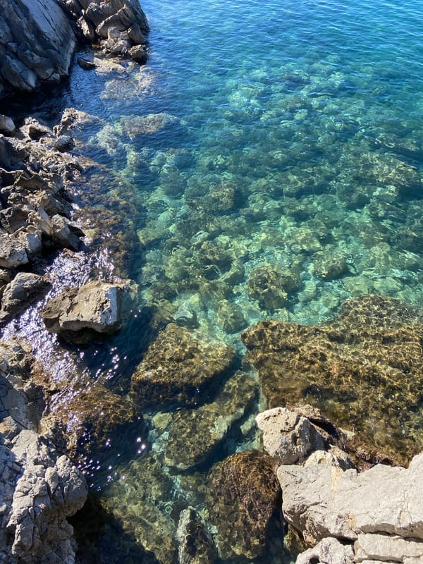 Morning coastal documentation captures Budva's Adriatic shoreline and marine life