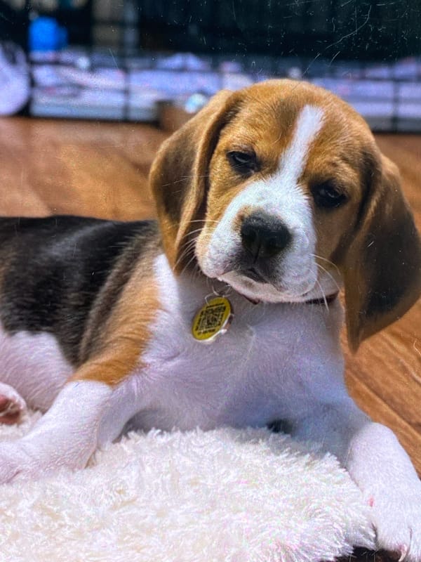 Beagle puppy out and about in Krasnoyarsk