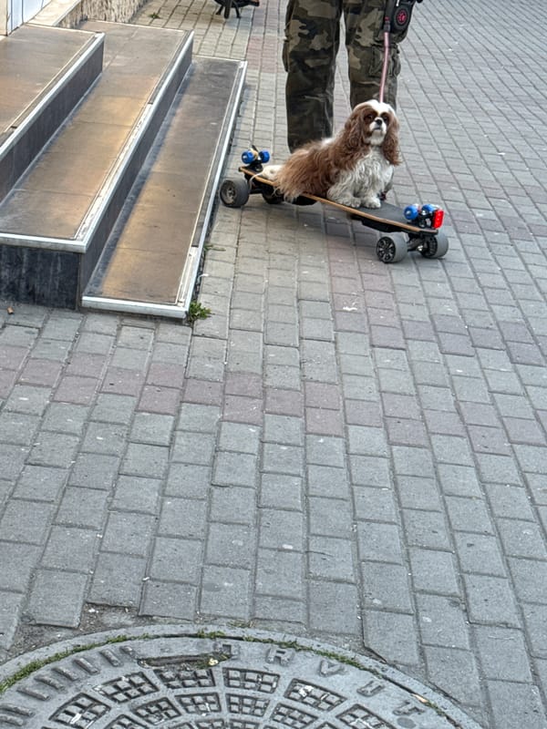 Dog rides electric skateboard on leash in Varna street