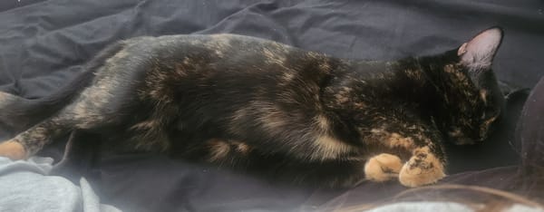 Lazy afternoon: napping cat and latte art in Fort Myers