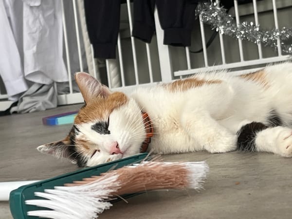 Calico cat plays and gets groomed in Russian home
