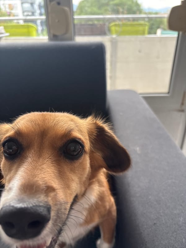 Pets, pizza, and a quiet morning at home in Plovdiv