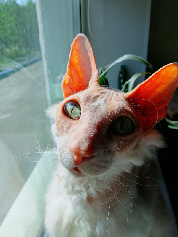 Cats observed lounging, grooming in sunny Chaikovsky home