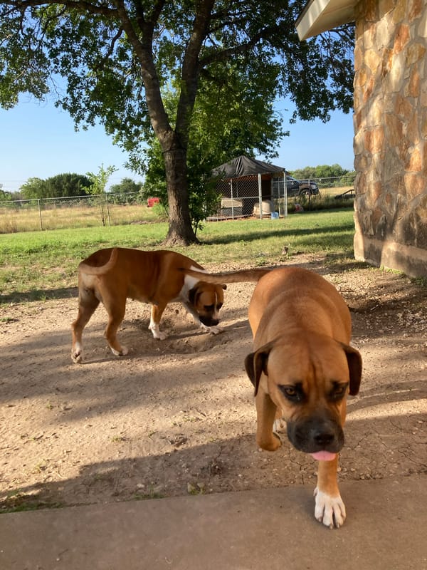 Boxer dogs and graffiti art in a Round Rock backyard