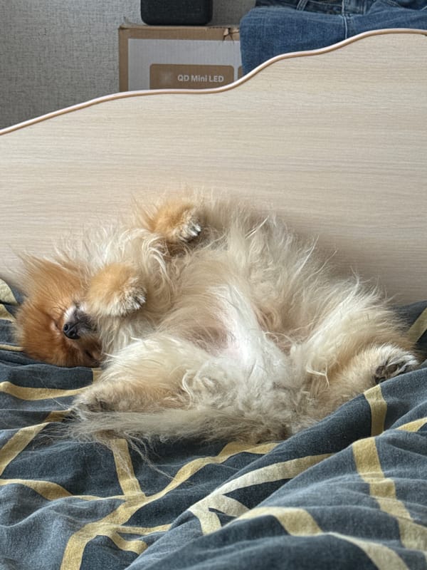 Dog relaxes on striped blanket in Ufa, Russia