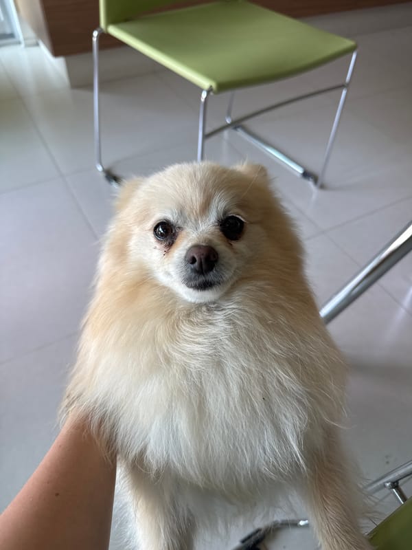 Fluffy Pomeranian spotted in Mexican town
