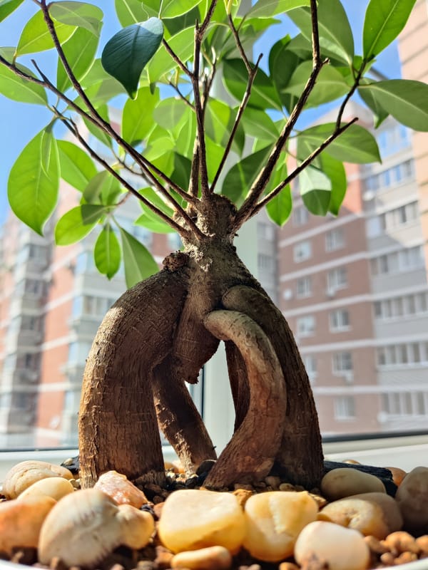 Ficus bonsai roots up close, tangled and textured