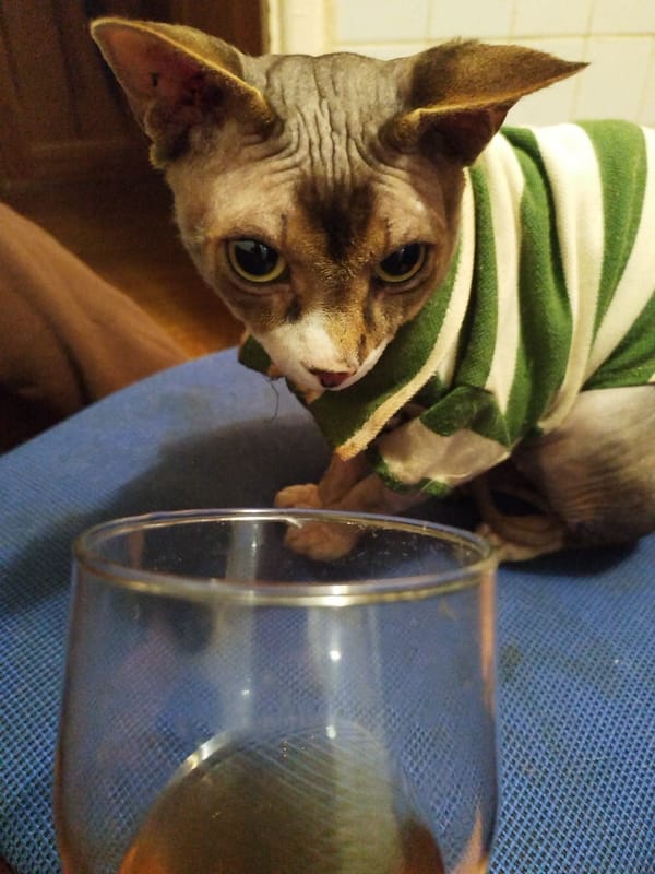 Sphynx cat in a sweater, drinks on the side