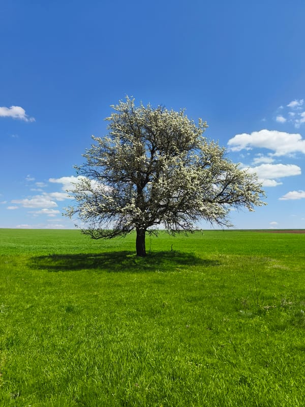 Spring blooms and green fields captured near Omarchevo, Bulgaria