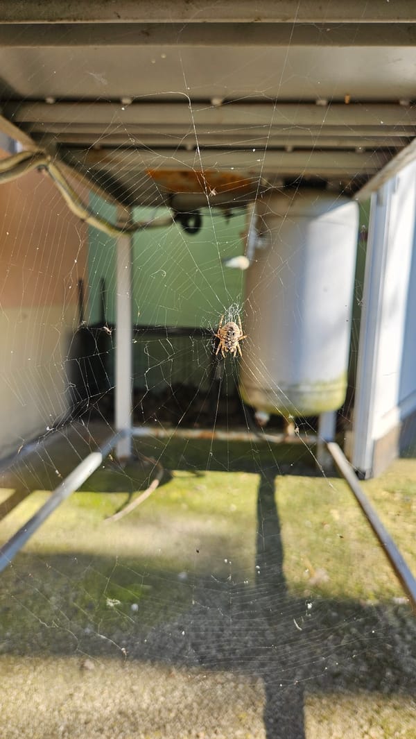 Spider observed in web between metal structures in Bulgaria