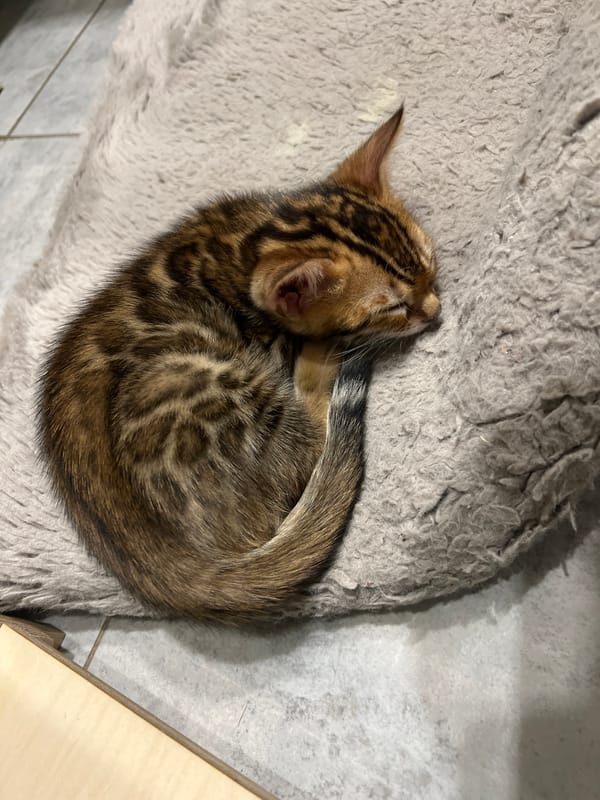 Bengal kitten, ginger cat, and cozy home details in Krasnoyarsk