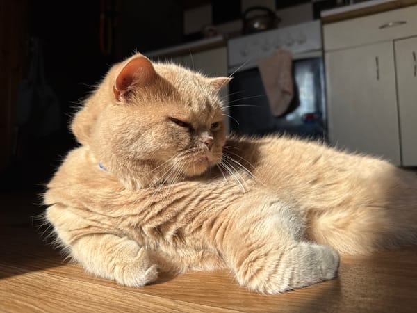 Cats, sunlight, and a slow morning at home