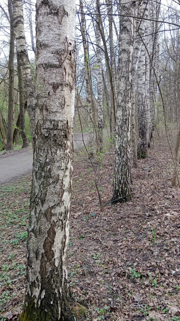 Spring scenes documented in Moscow park during afternoon walk