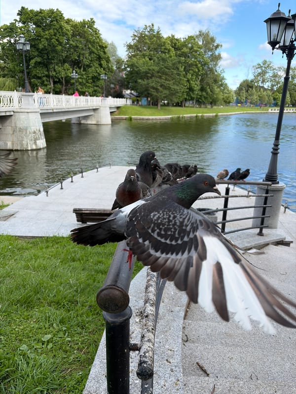 Street-level snapshots from Kaliningrad on a June afternoon