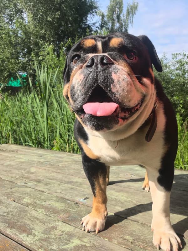 Sunny deck hangout with a tricolor bulldog in Noviy