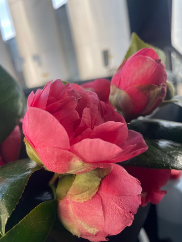 Camellia flowers photographed in various arrangements in Carhaix-Plouguer