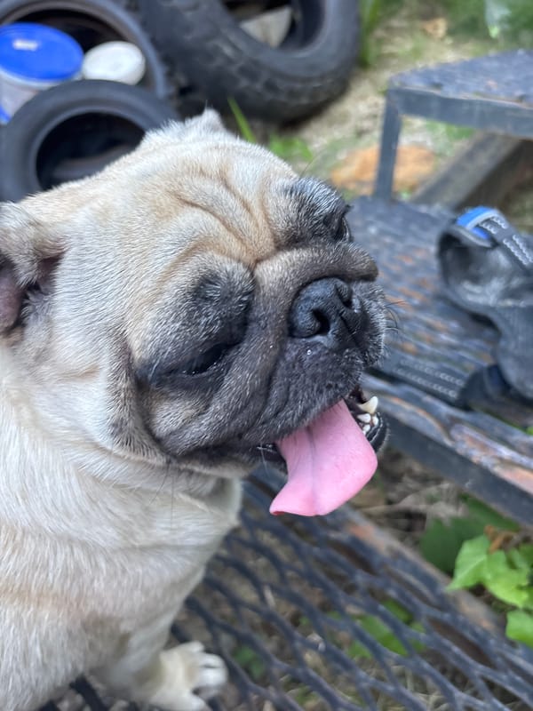 Pug walk and nature close-ups on a Sochi morning