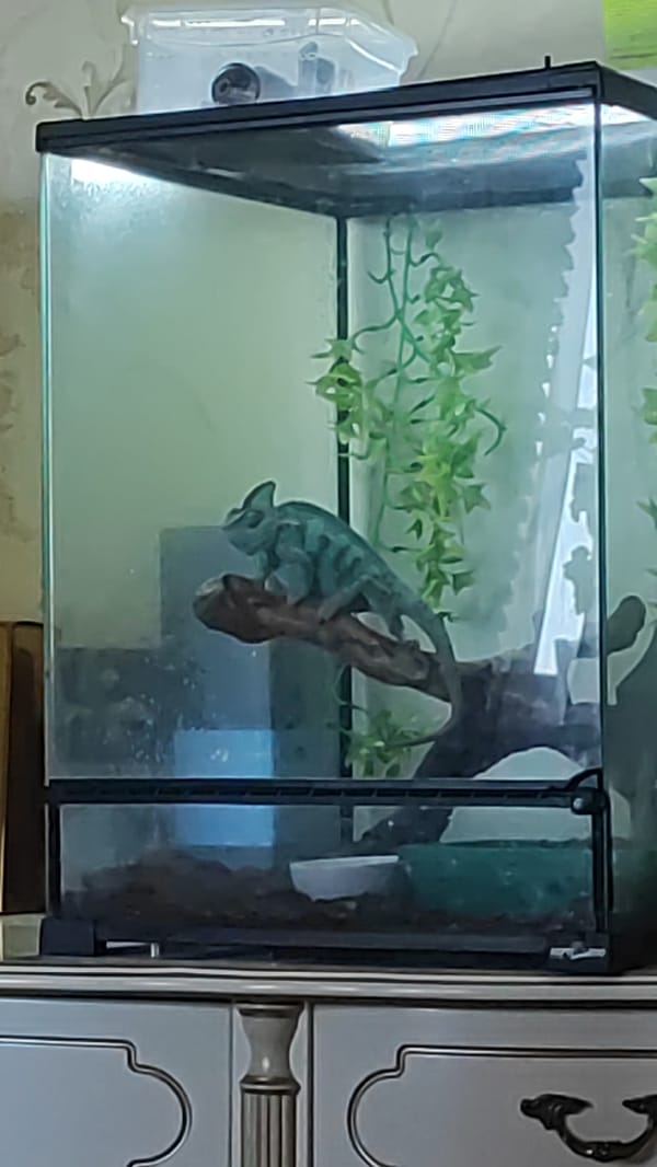 Veiled chameleon makes itself at home in Sochi