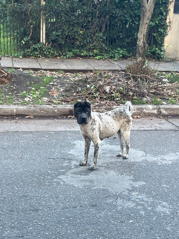 Spotted dog observed on street in Ranelagh, Argentina