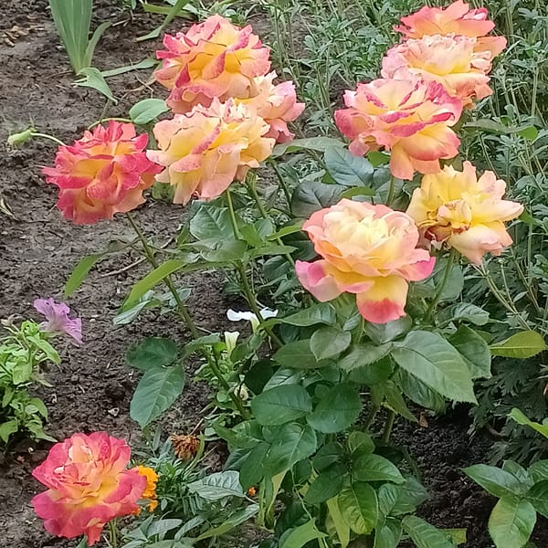Event
