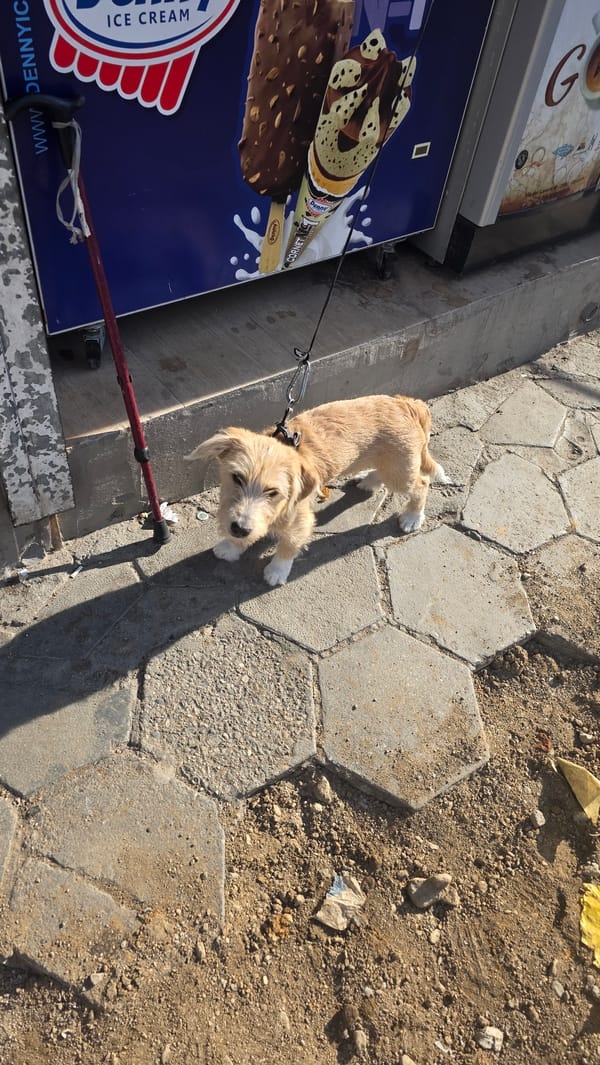 Quiet afternoon moments with dogs and family in Blagoevgrad