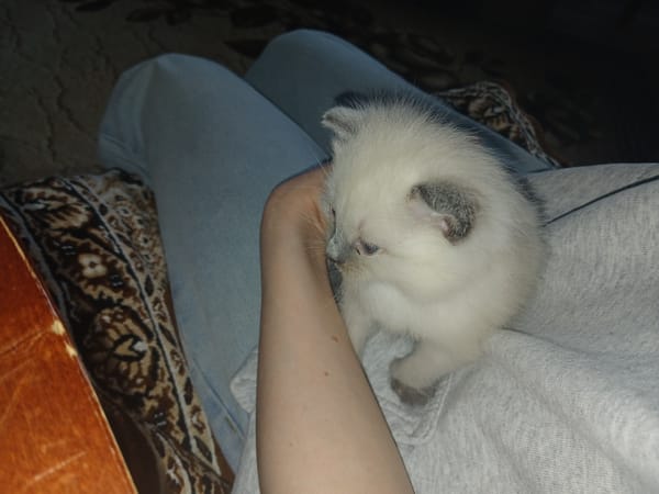 Person cradles white kitten in Russian village morning